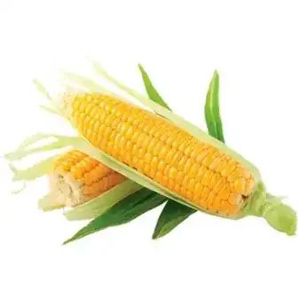 Кукурудза солодка